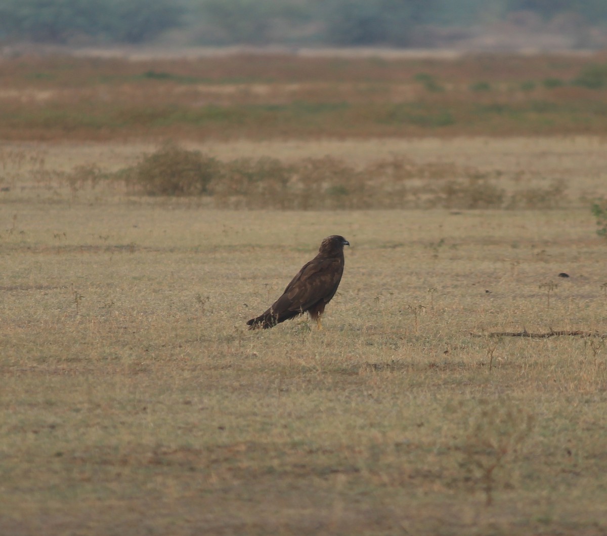 Indian Spotted Eagle - ML621603888