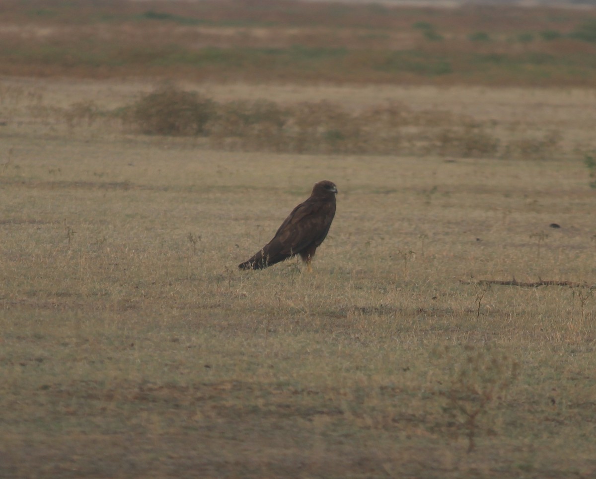 Indian Spotted Eagle - ML621603890