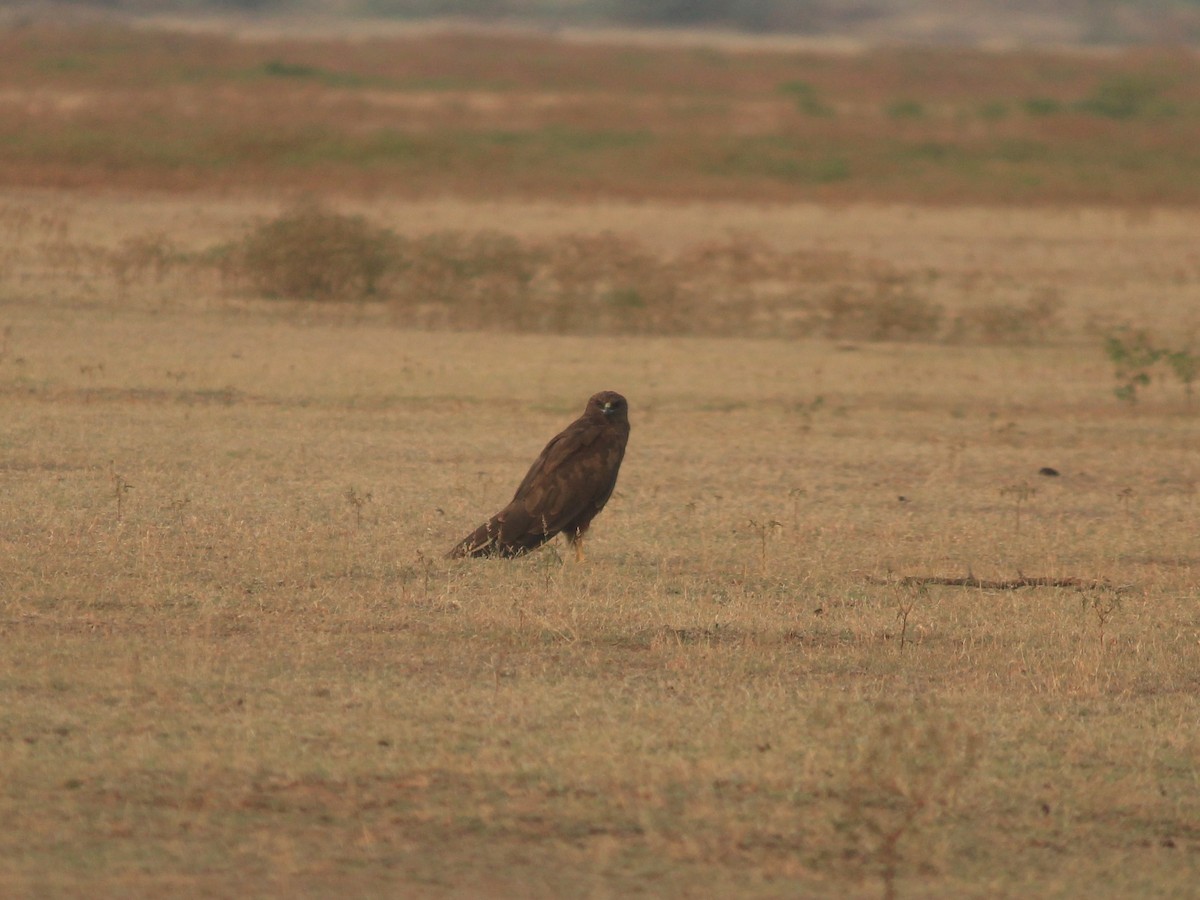 Indian Spotted Eagle - ML621603892