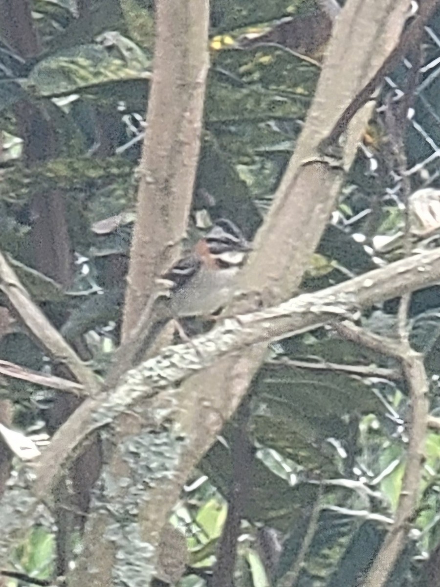 Rufous-collared Sparrow - ML621603893
