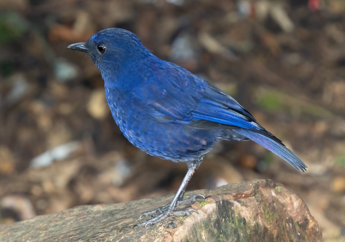 Javan Whistling-Thrush - ML621603953