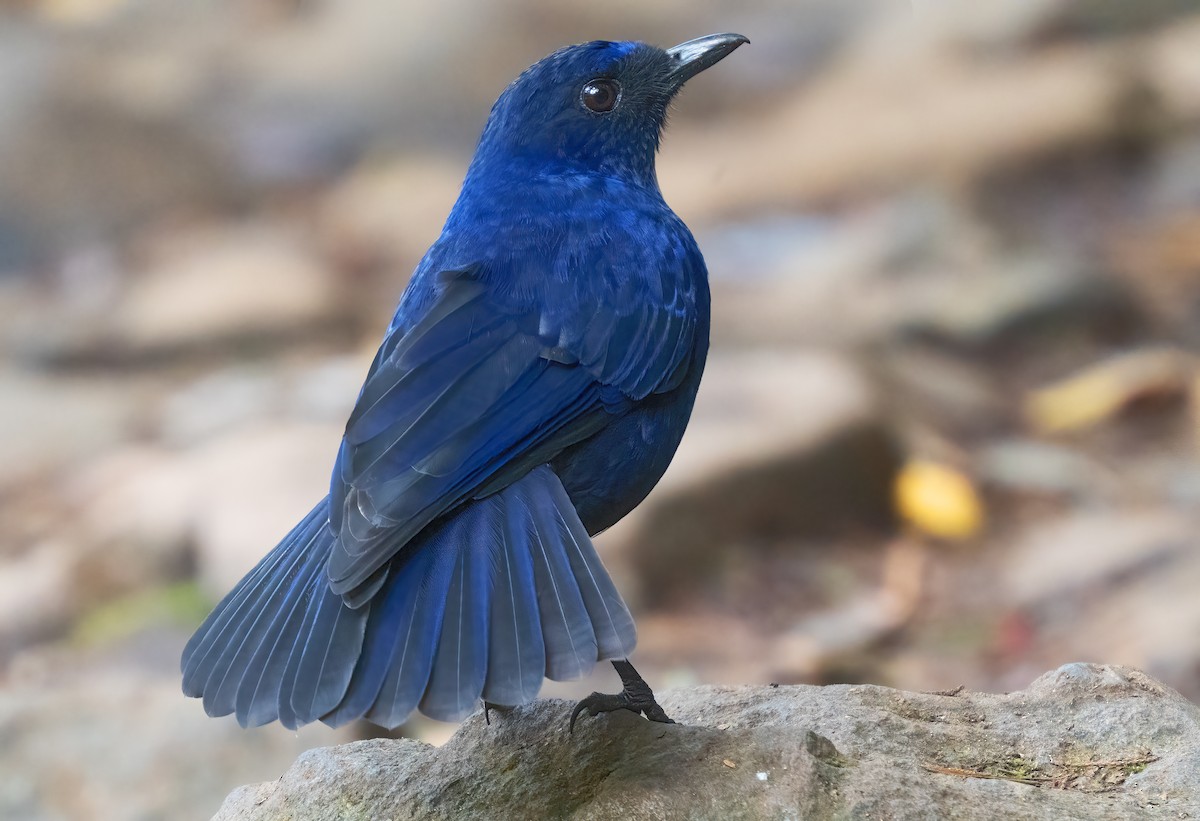 Javan Whistling-Thrush - ML621603955