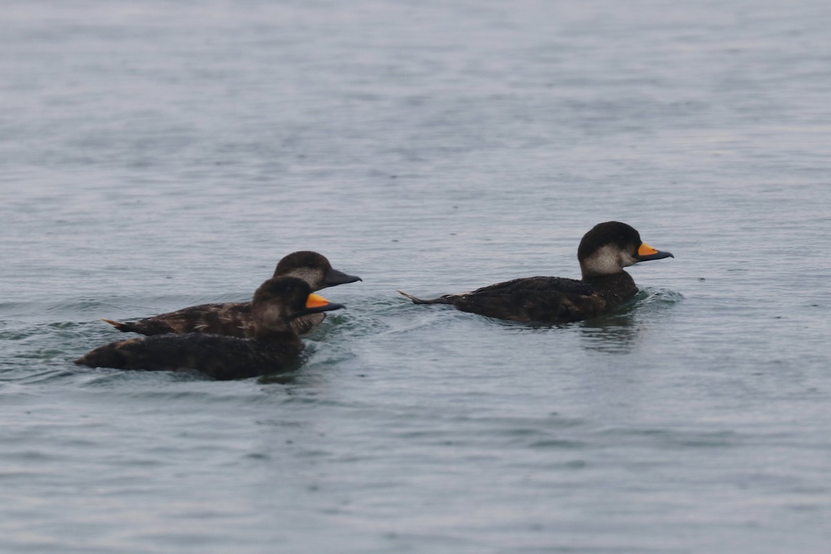 Black Scoter - Kevin Dwyer