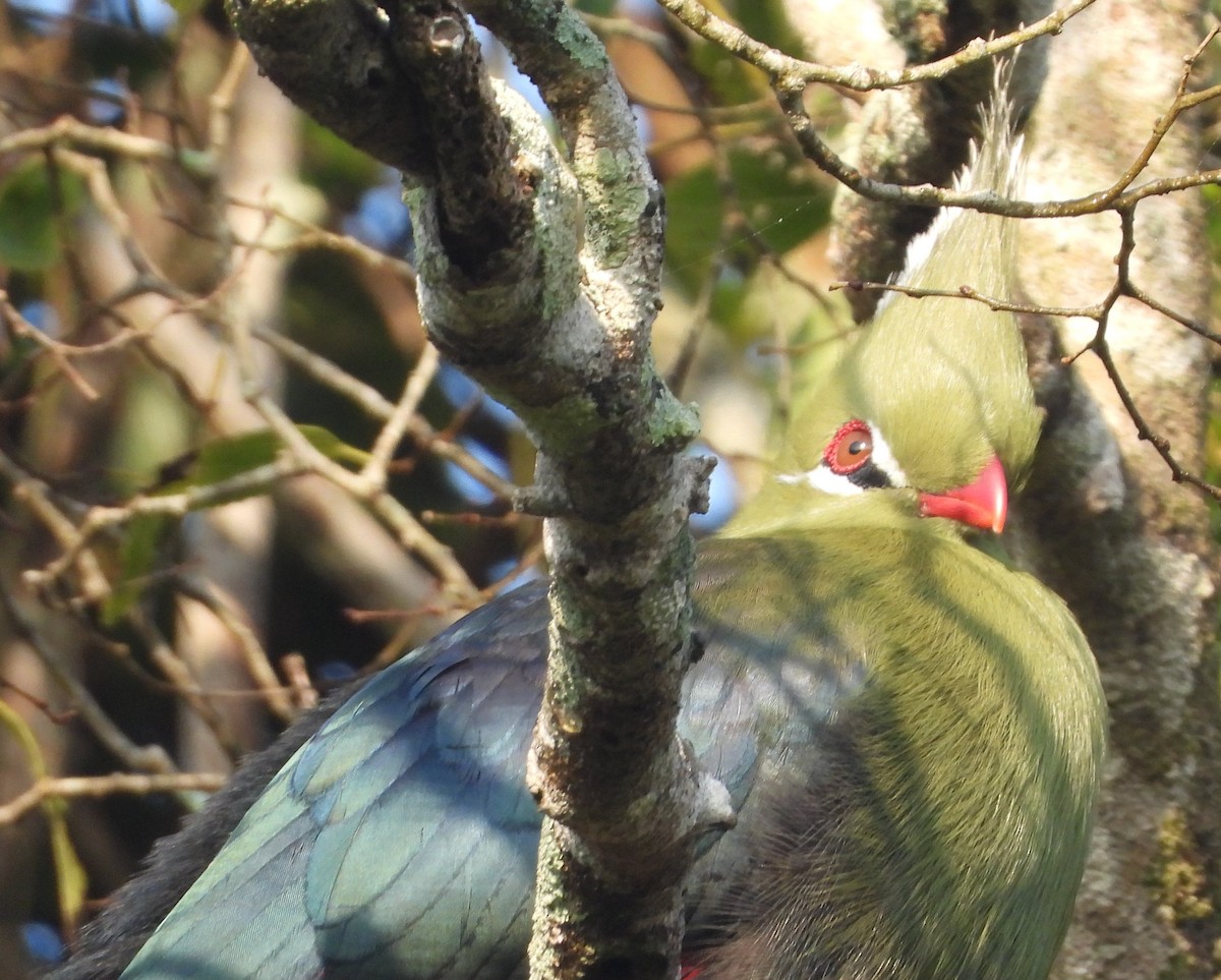 Livingstone's Turaco - Shiela Shallcross