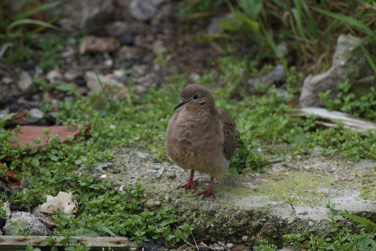 Mourning Dove - ML621604159