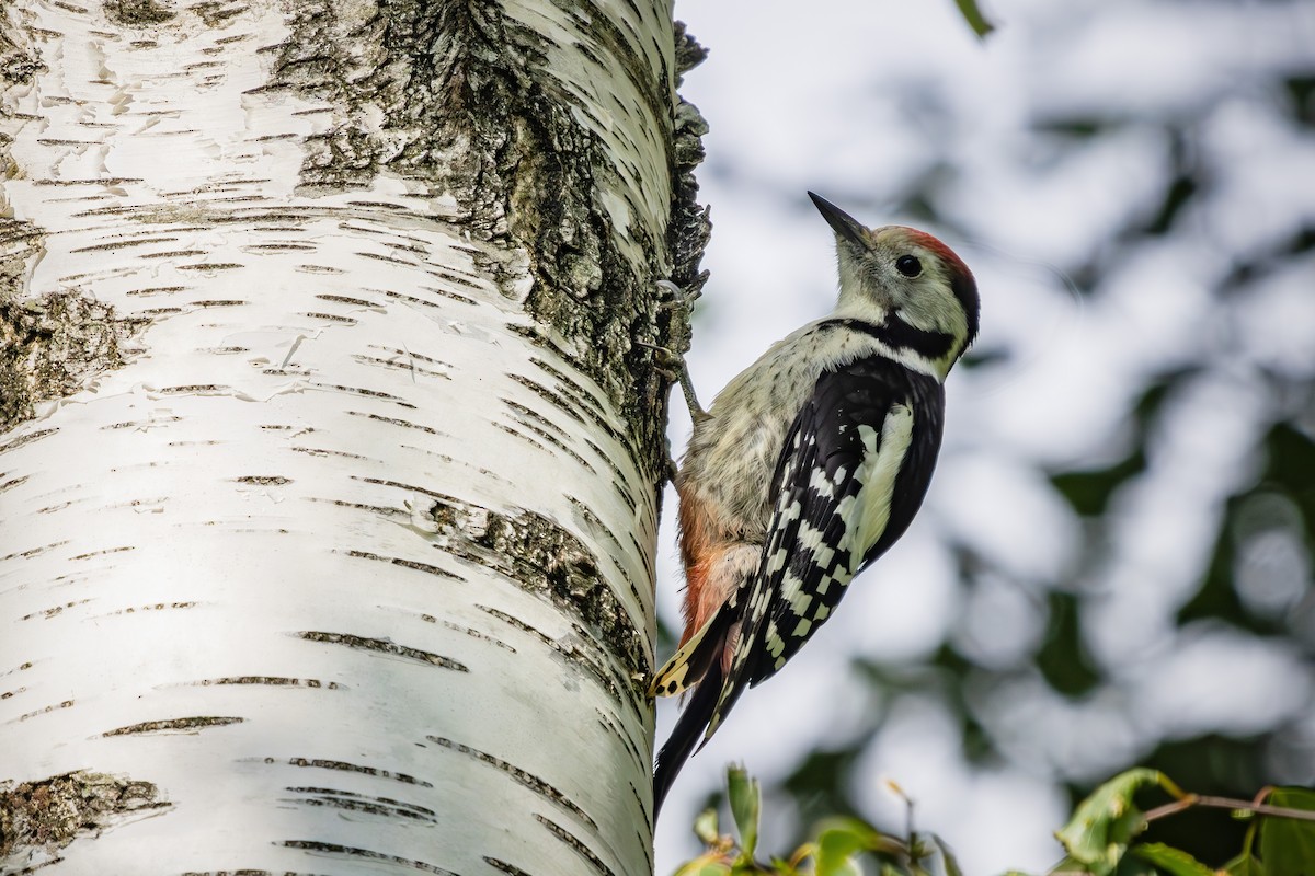 Middle Spotted Woodpecker - ML621604244