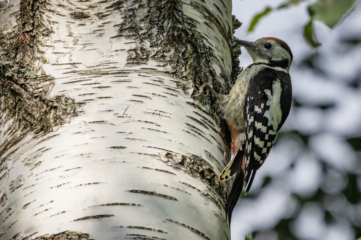 Middle Spotted Woodpecker - ML621604245