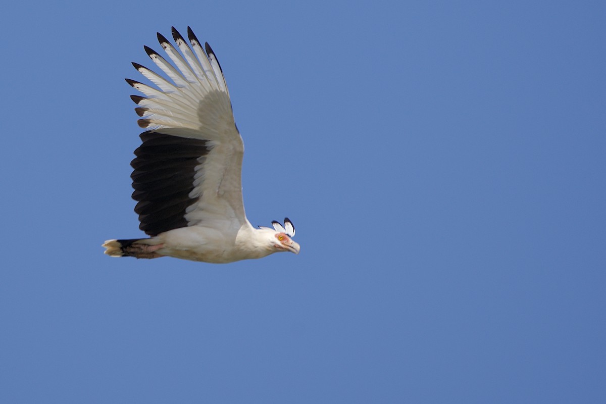 Palm-nut Vulture - ML621604342