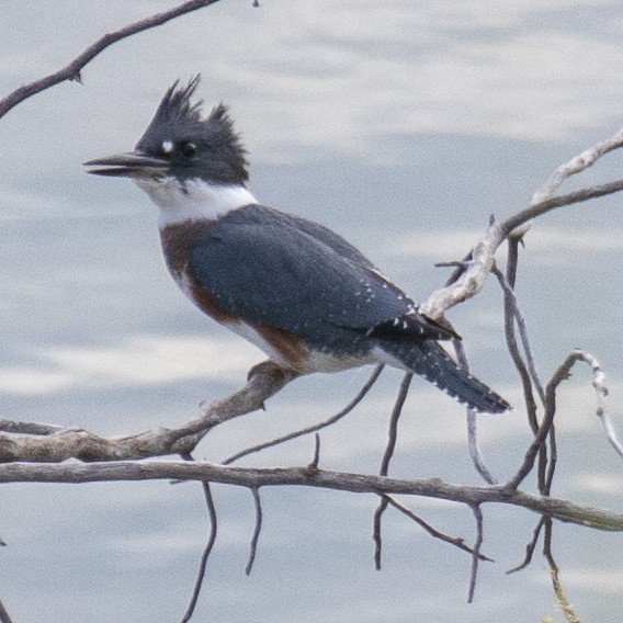 Belted Kingfisher - ML621604366