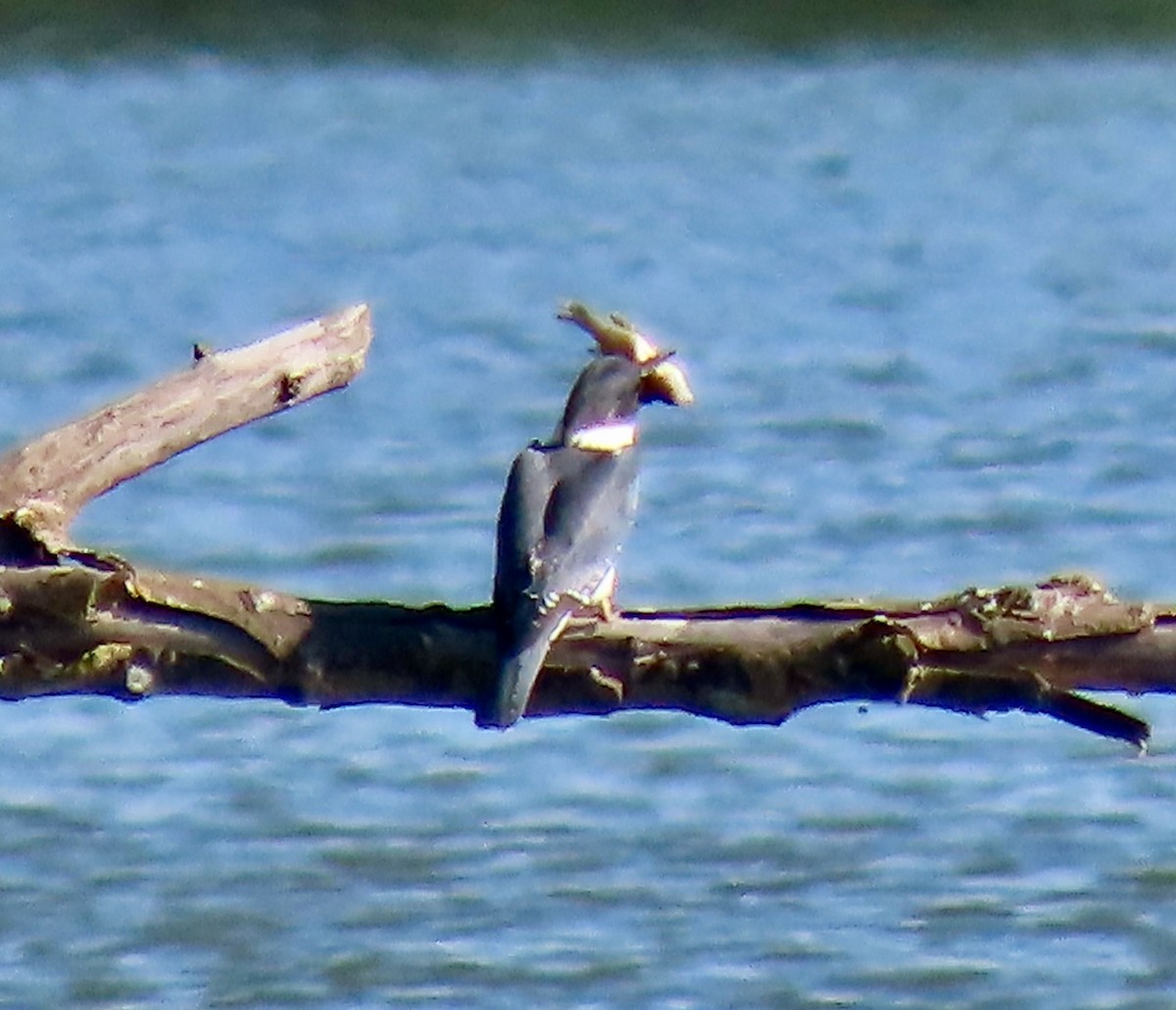Belted Kingfisher - ML621604391