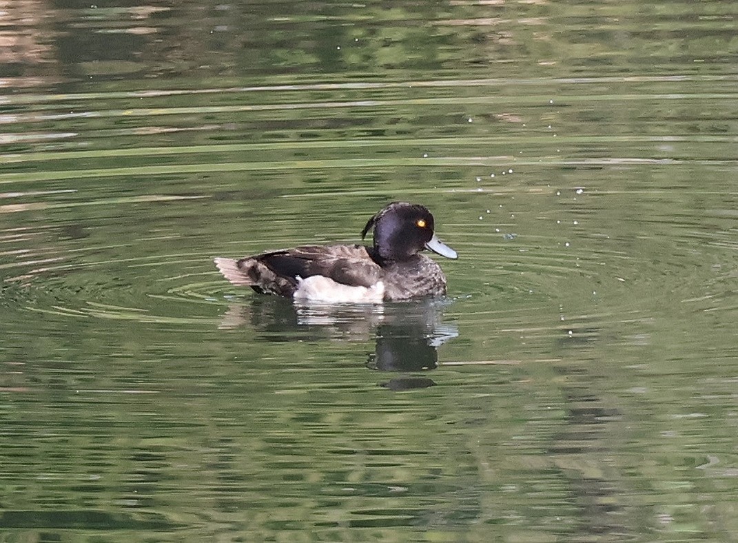 Tufted Duck - ML621604399