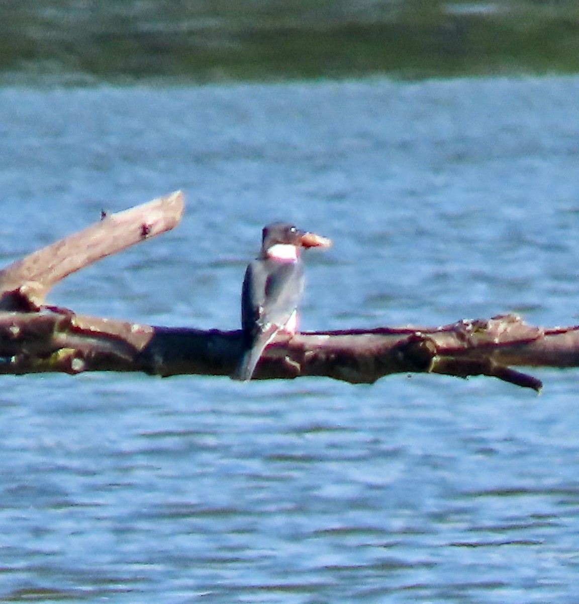 Belted Kingfisher - ML621604402