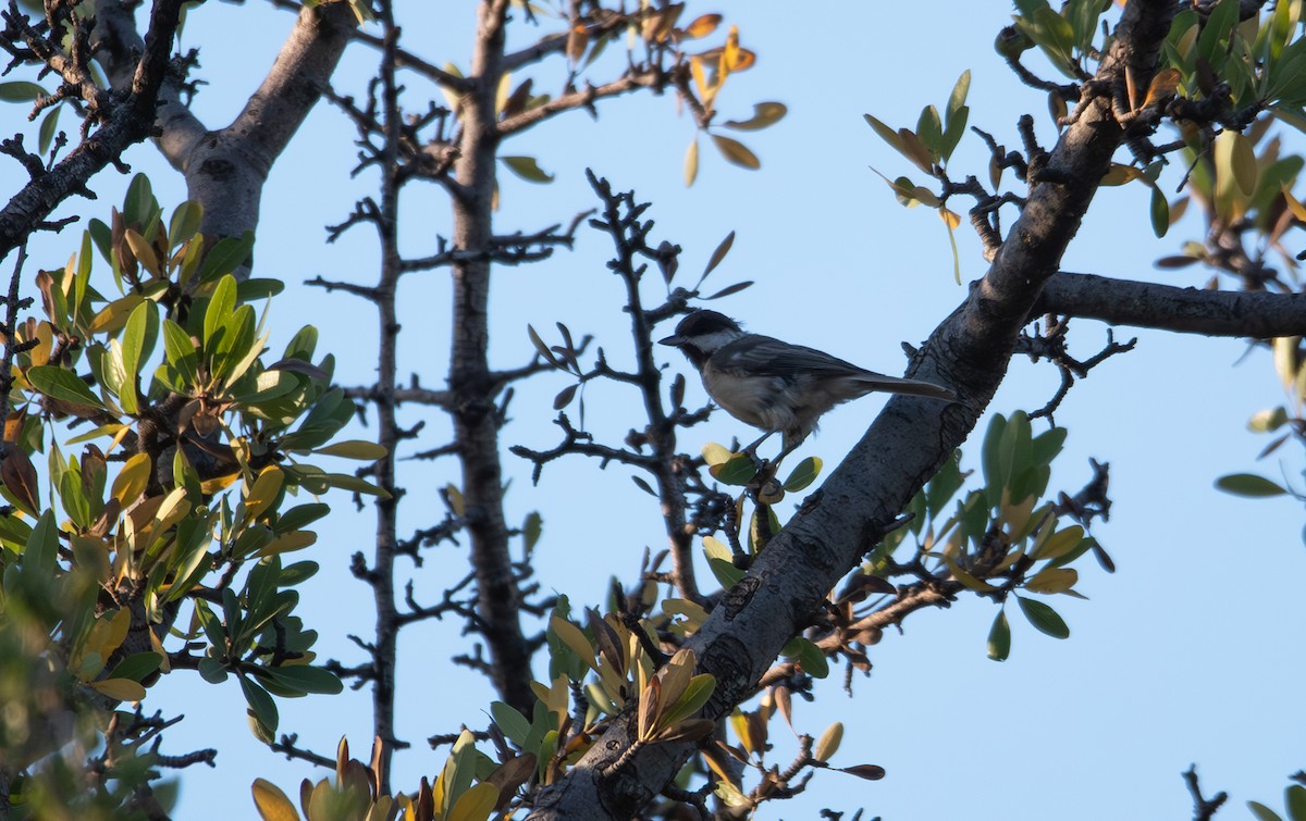 Mésange lugubre - ML621604518