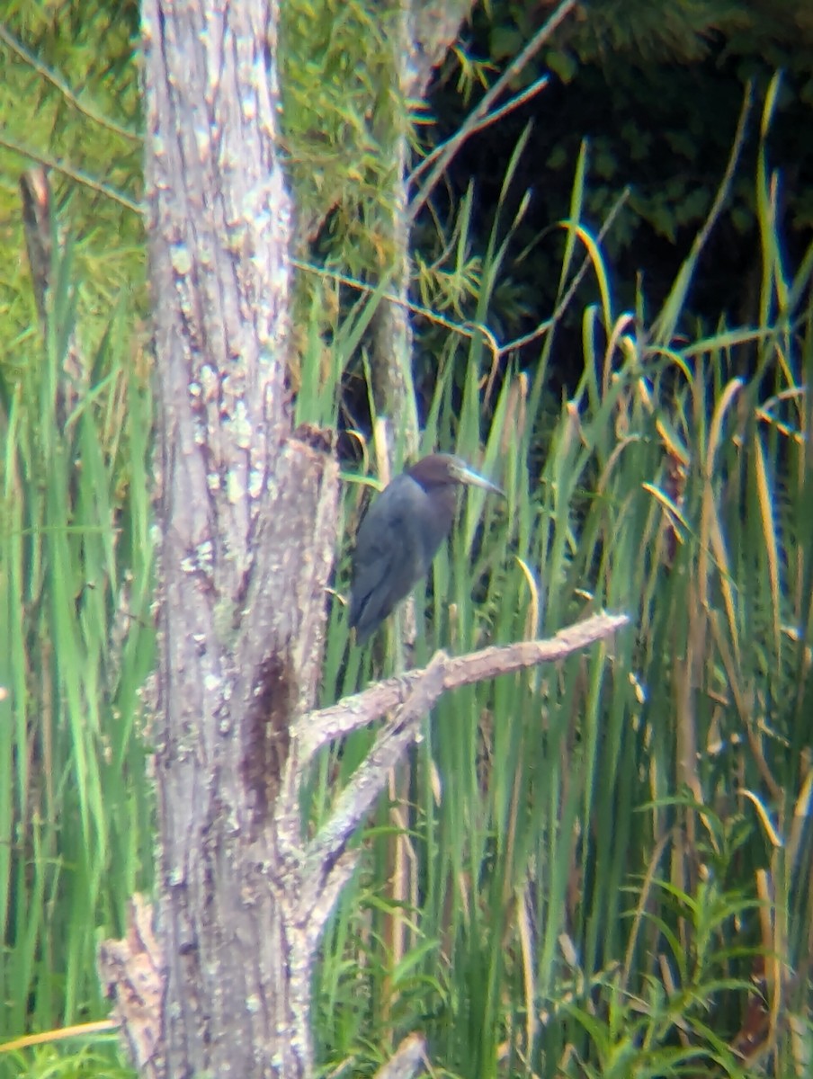 Little Blue Heron - ML621604531