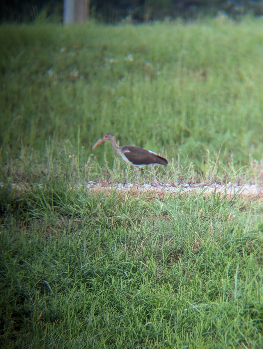 White Ibis - ML621604551