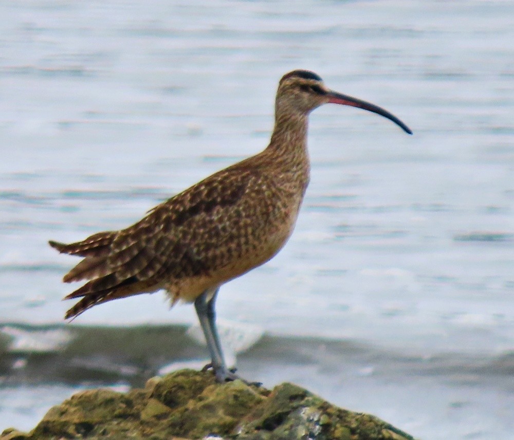 Whimbrel - ML621604579