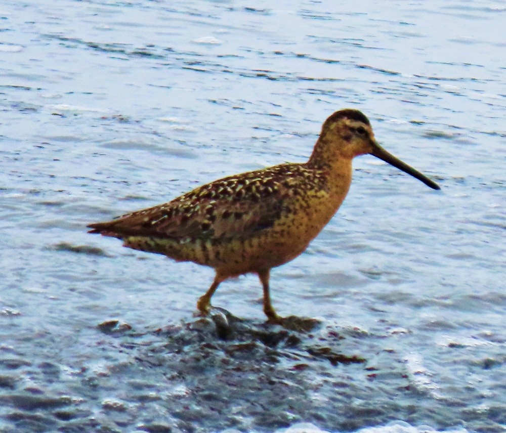 Short-billed Dowitcher - ML621604587