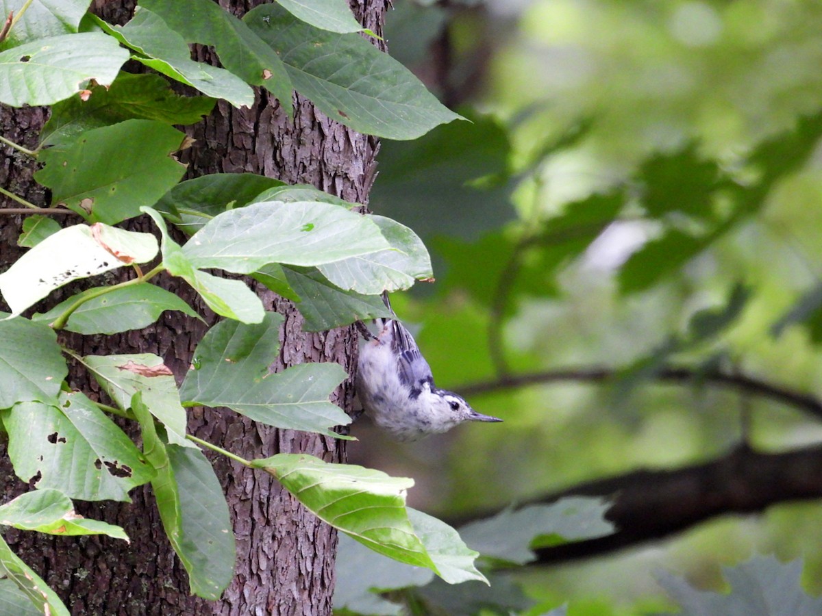White-breasted Nuthatch - ML621604796