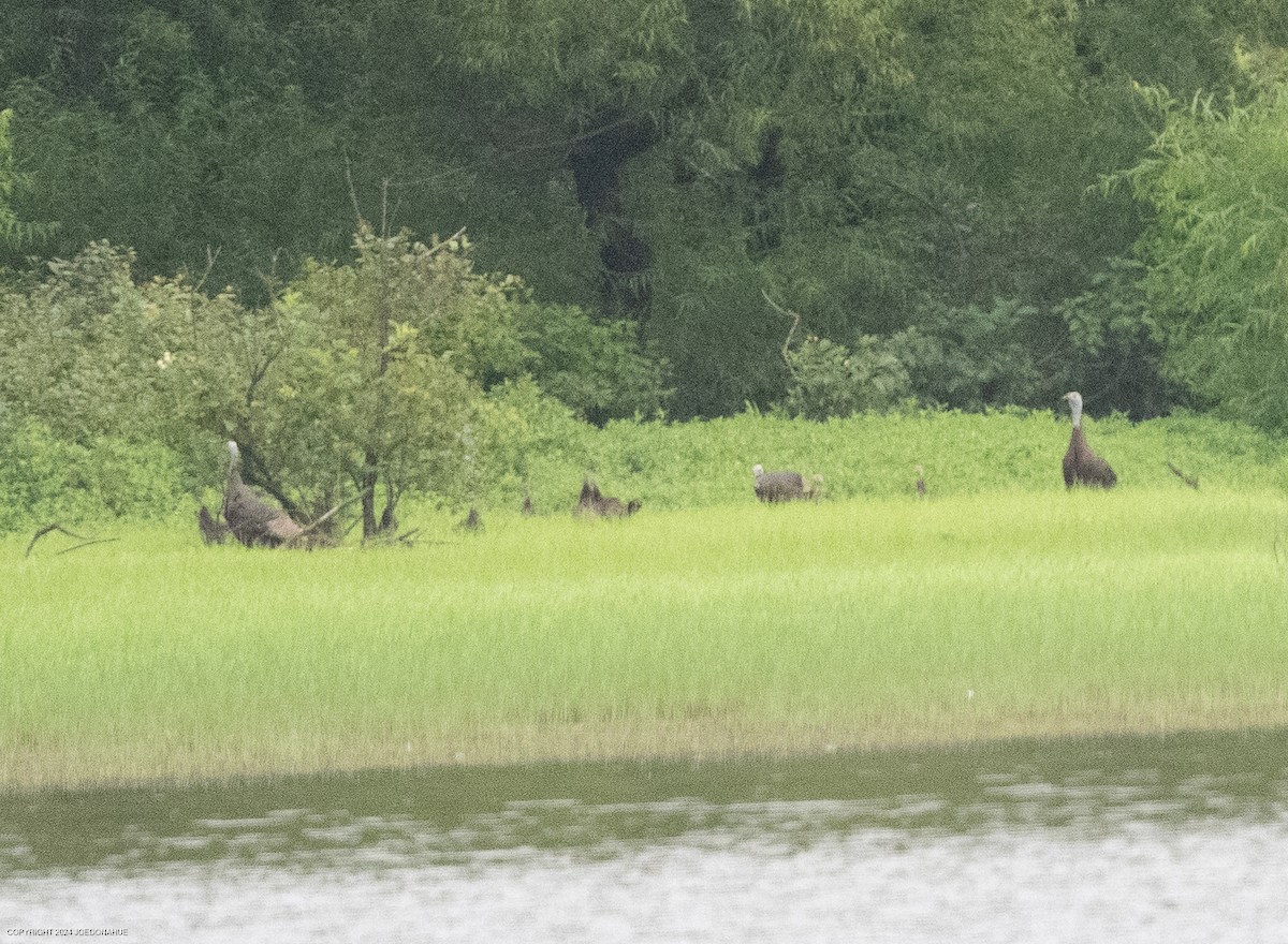 Wild Turkey - ML621604831