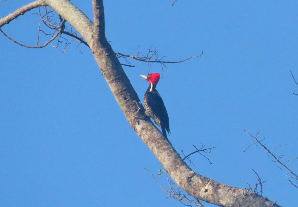 Pale-billed Woodpecker - ML621604832