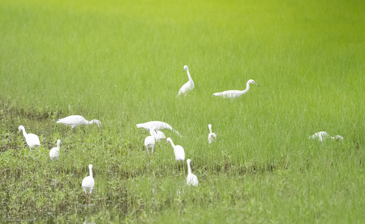 Little Blue Heron - ML621604852