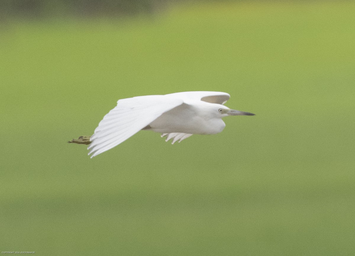 Little Blue Heron - ML621604853