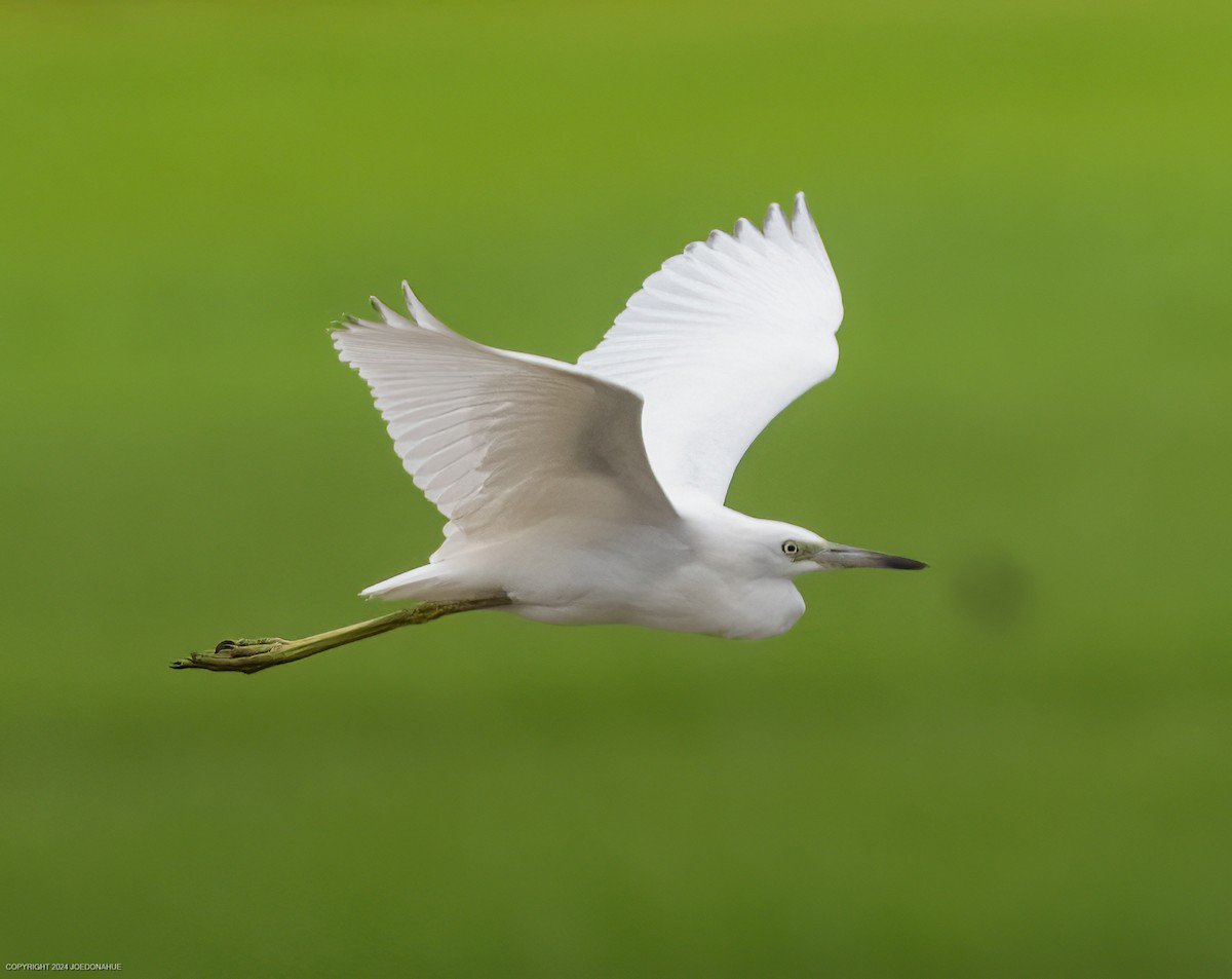 Little Blue Heron - ML621604855