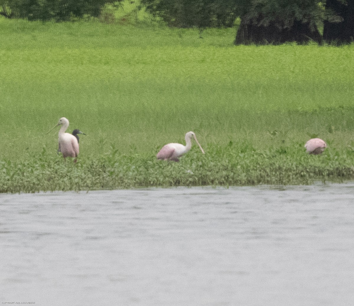 rosenskjestork - ML621604882