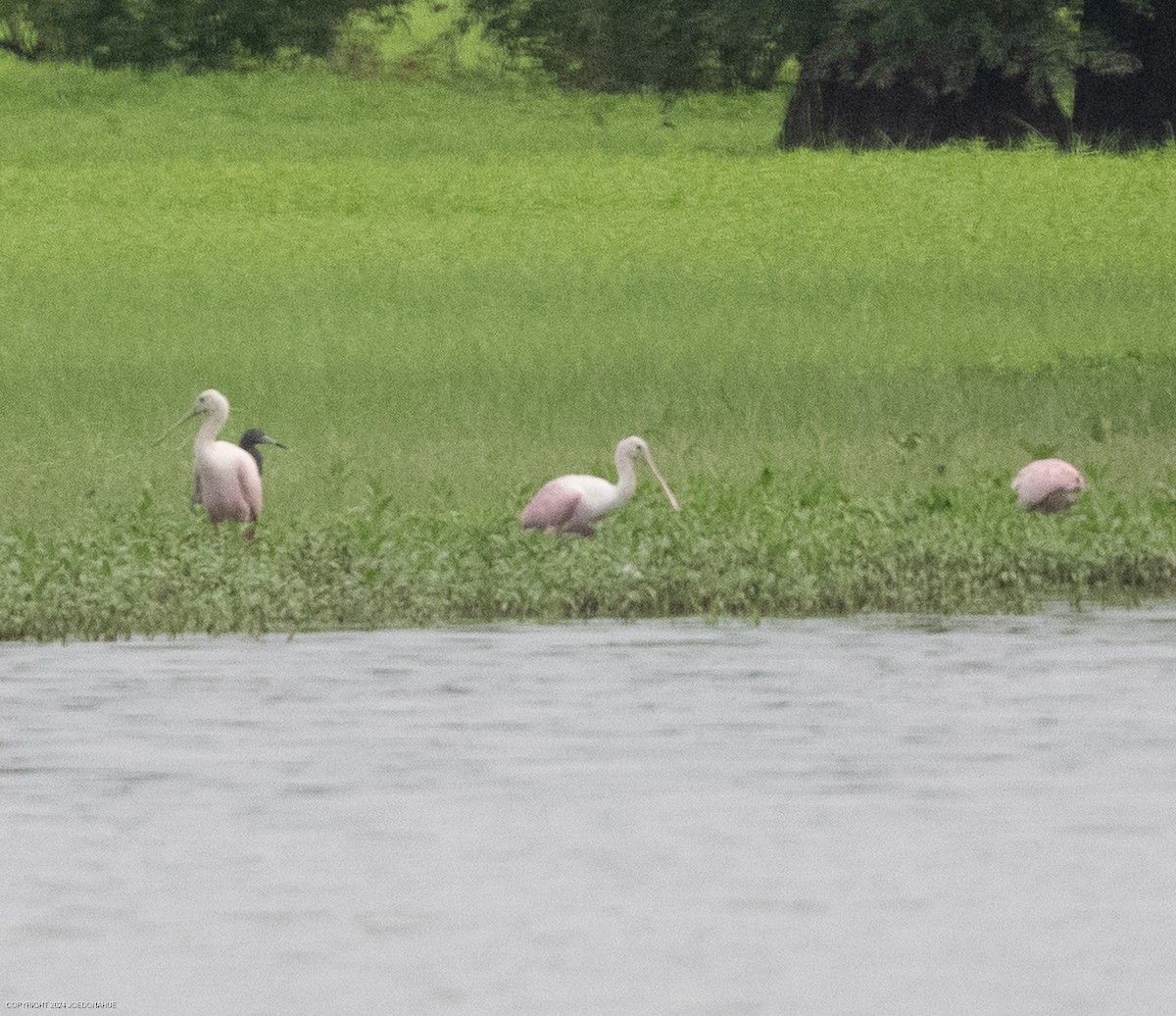 Roseate Spoonbill - ML621604882