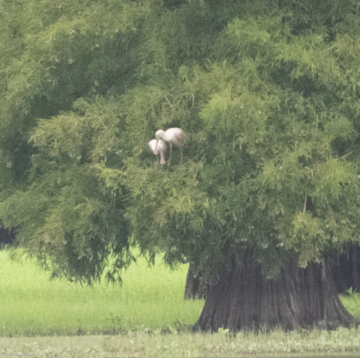 Roseate Spoonbill - ML621604883