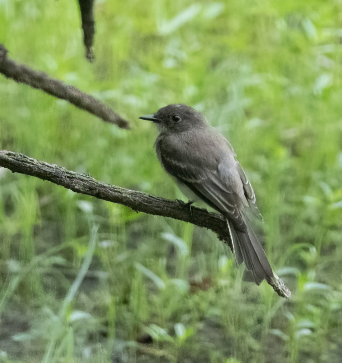 Eastern Phoebe - ML621604903