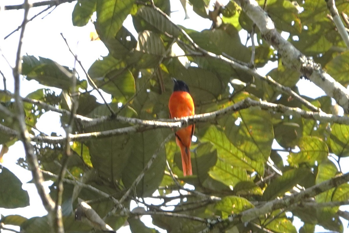 Gray-chinned Minivet (Gray-throated) - ML621604934