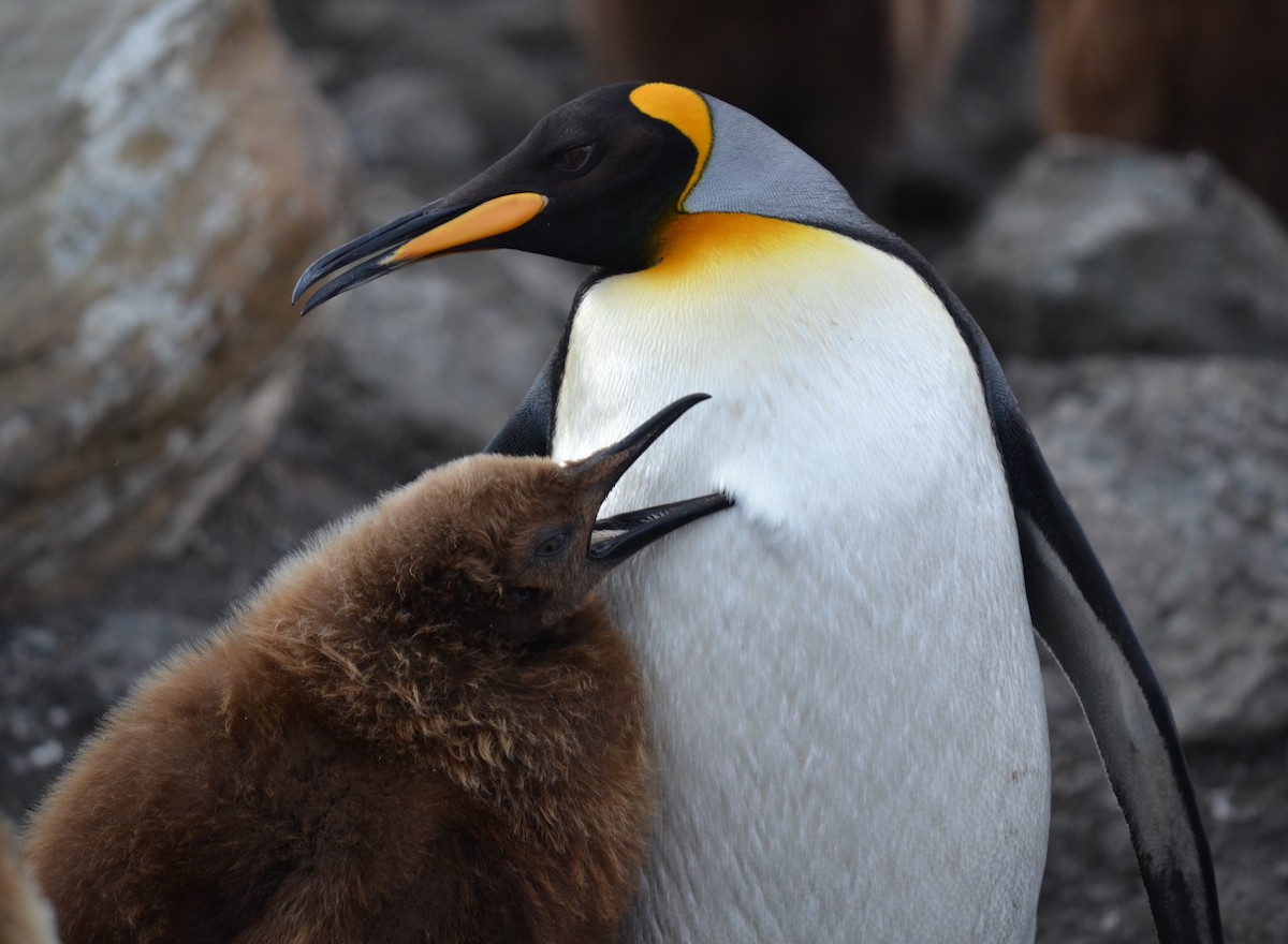 King Penguin - ML621604948