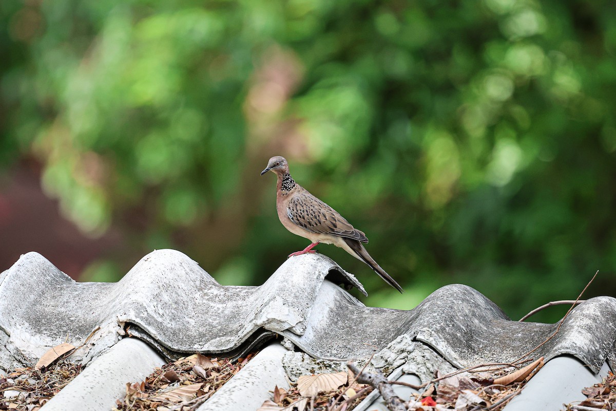 Spotted Dove - ML621604950