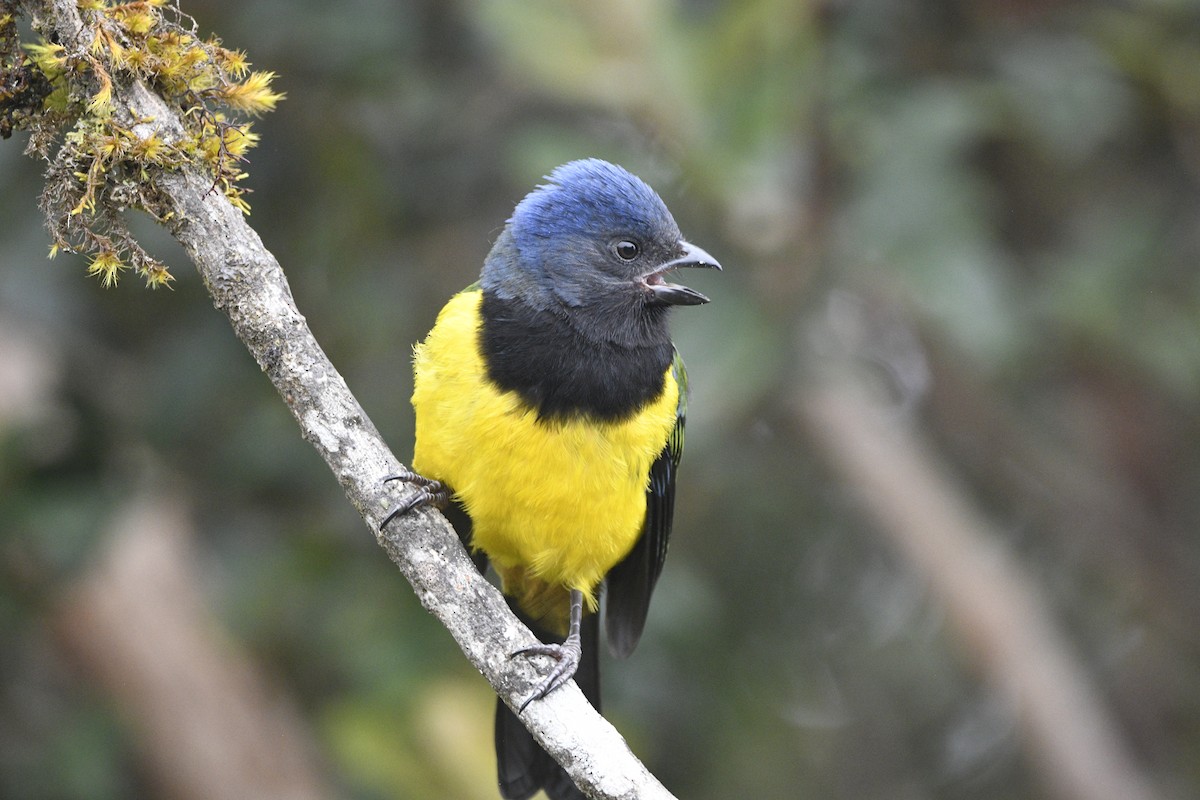 Black-chested Mountain Tanager - ML621604963