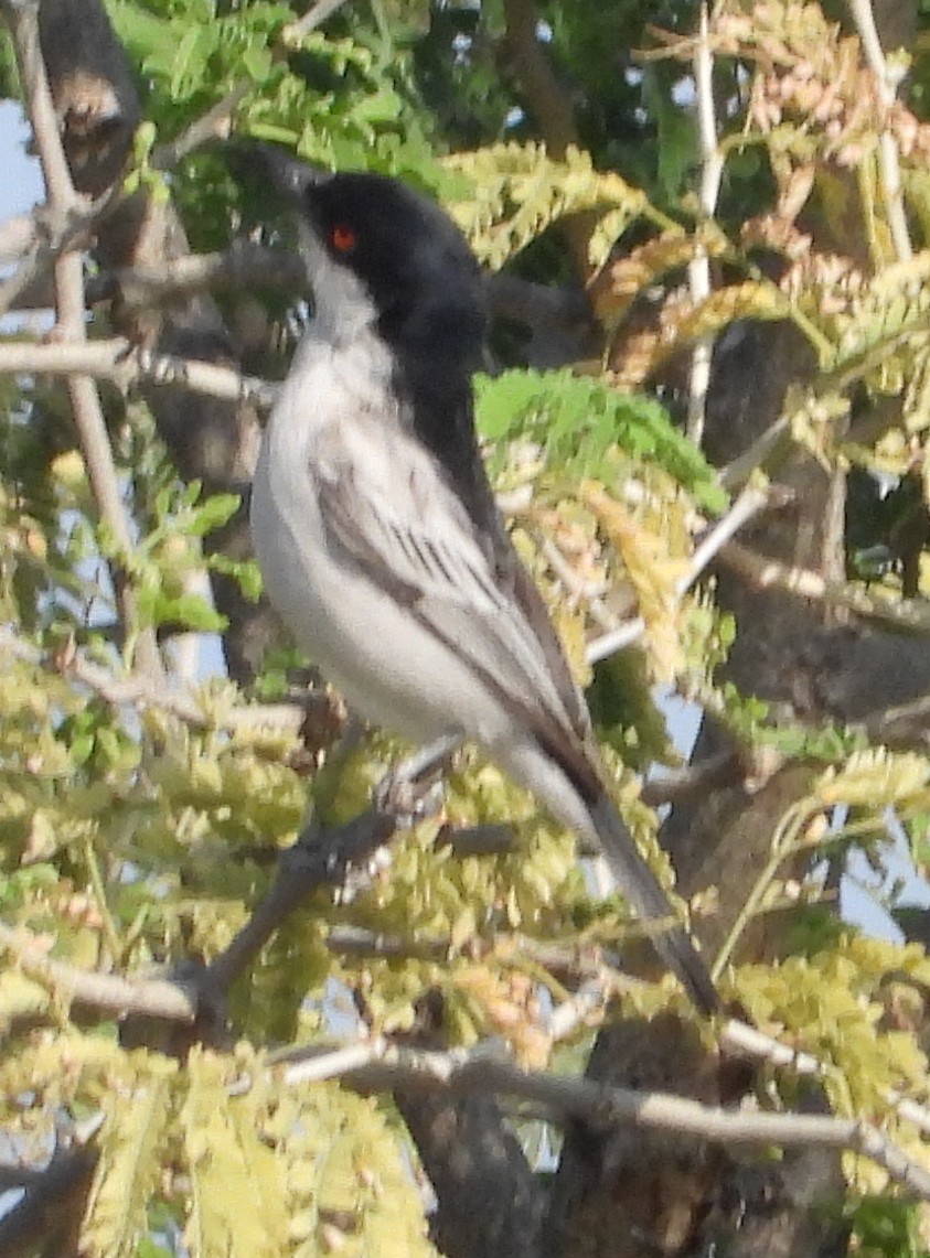 Black-backed Puffback - Timothy Whitehead