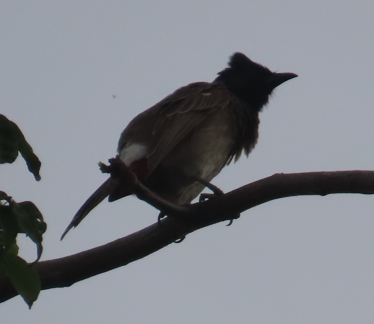 Red-vented Bulbul - ML621605184