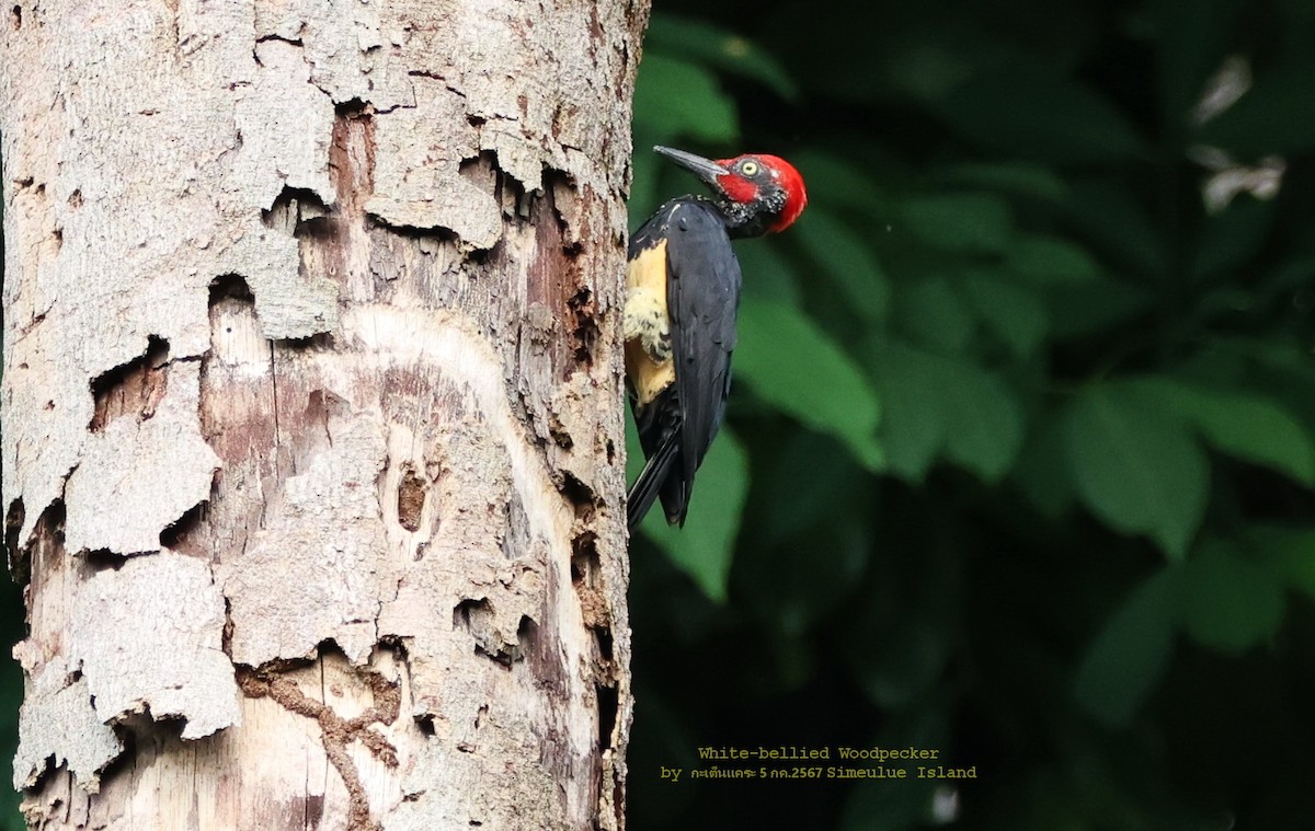 White-bellied Woodpecker - ML621605185
