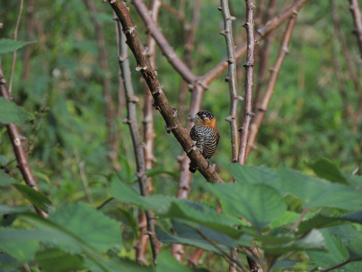 Ochre-collared Piculet - ML621605204