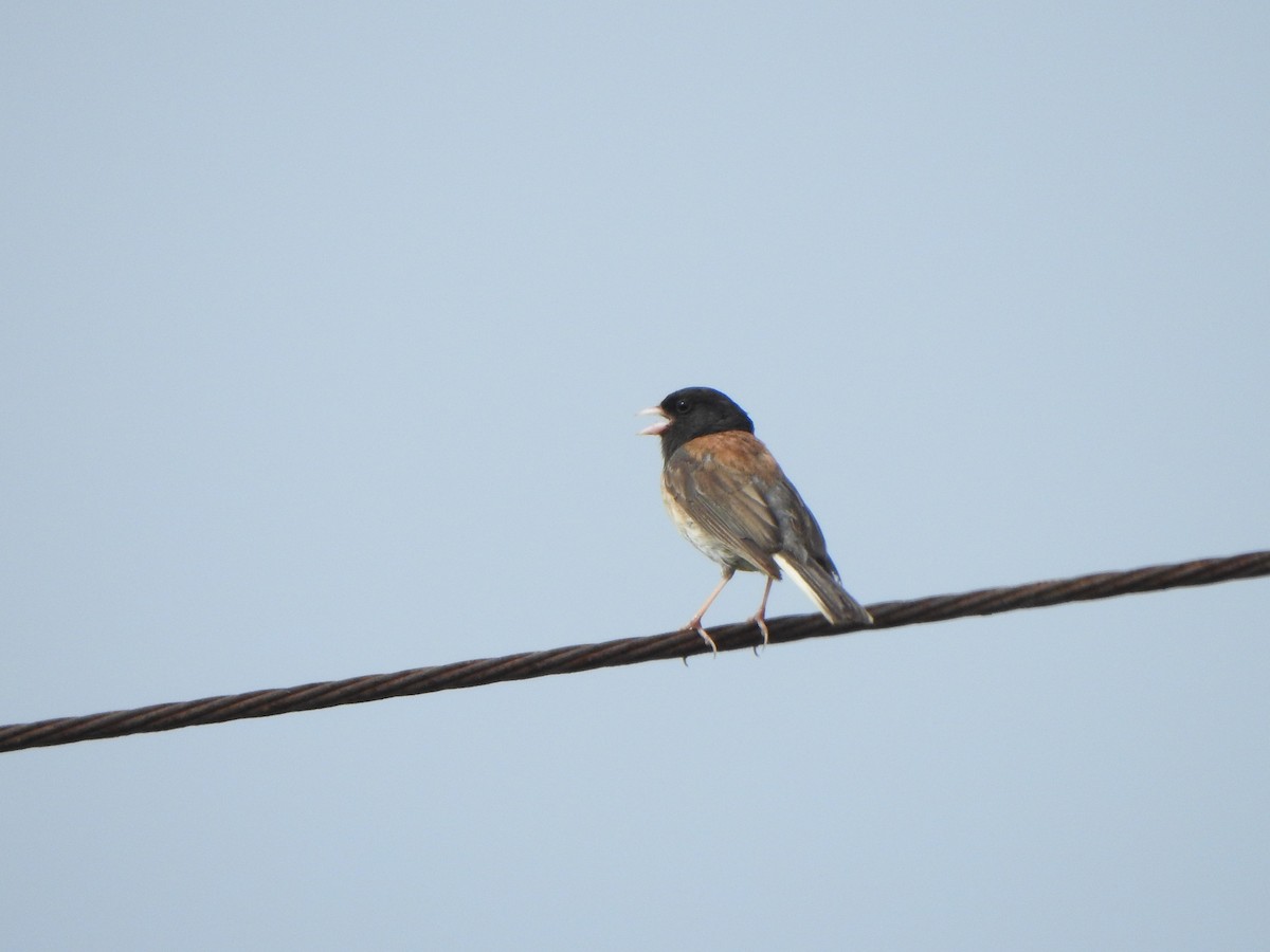 Dark-eyed Junco - ML621605225