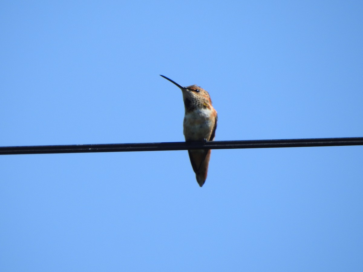 Allen's Hummingbird - ML621605240