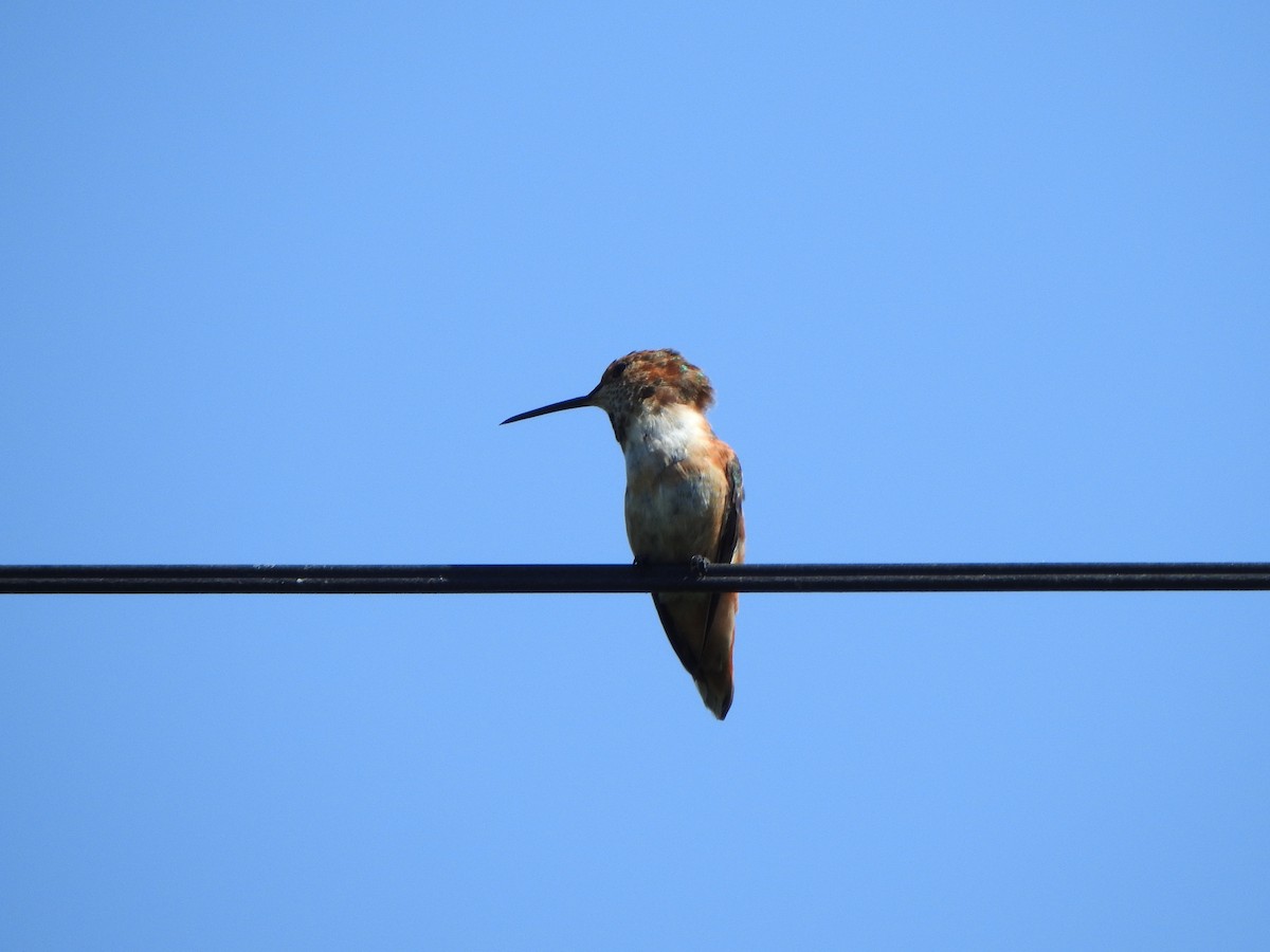 Allen's Hummingbird - ML621605241