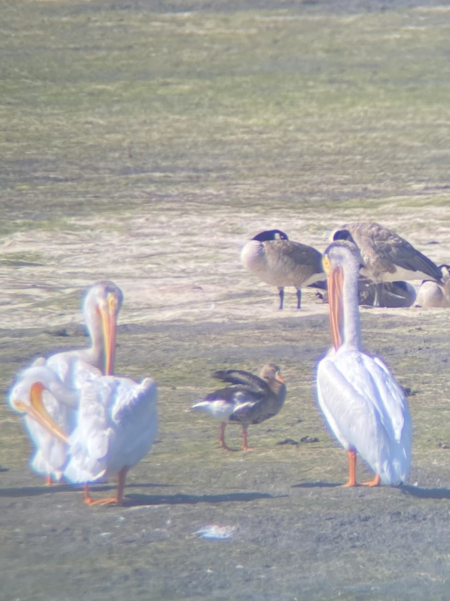 Greater White-fronted Goose - ML621605245
