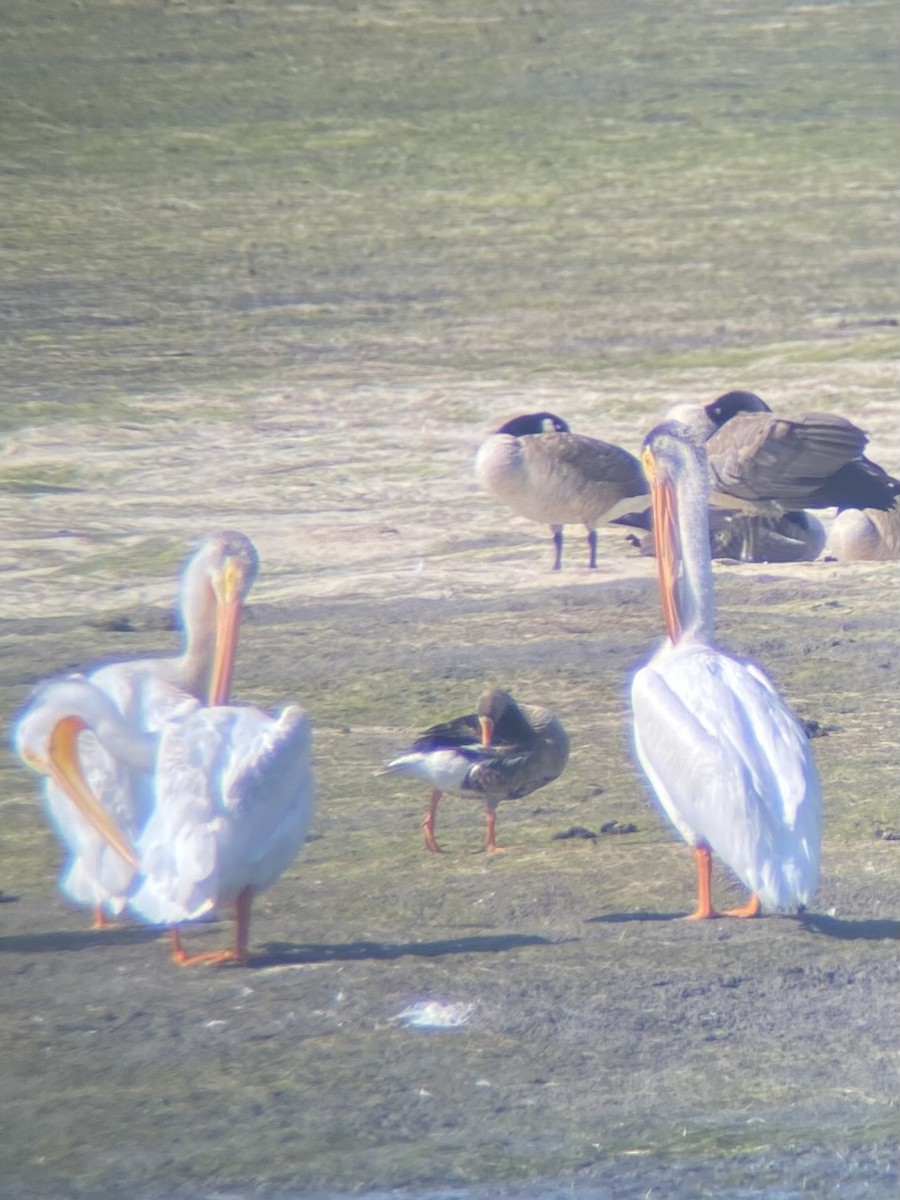 Greater White-fronted Goose - ML621605246