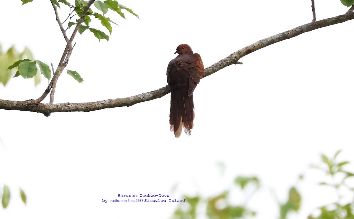 Barusan Cuckoo-Dove - ML621605254