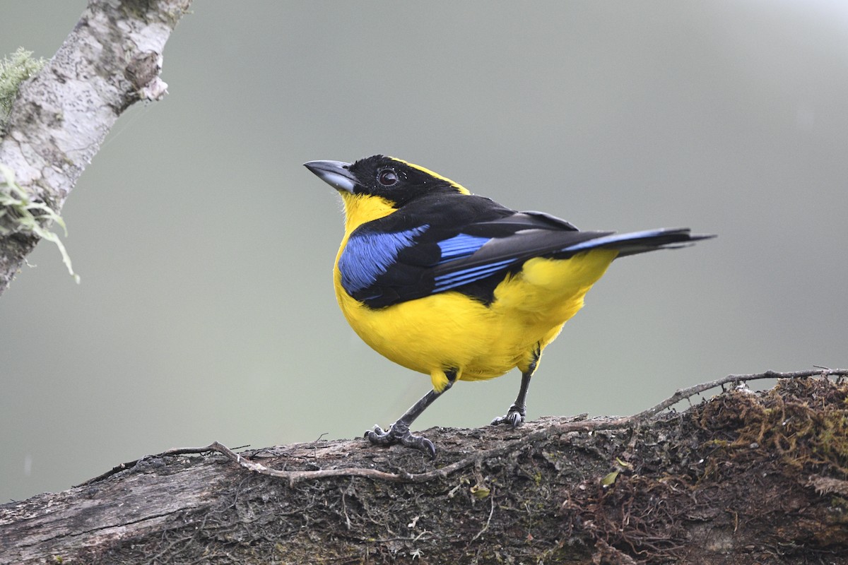 Blue-winged Mountain Tanager (Blue-winged) - ML621605256