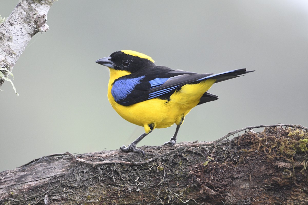 Blue-winged Mountain Tanager (Blue-winged) - ML621605257