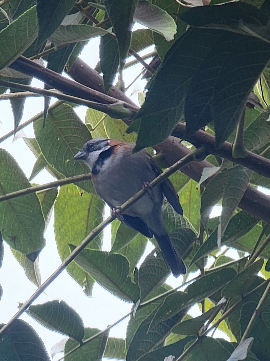 Rufous-collared Sparrow - ML621605269