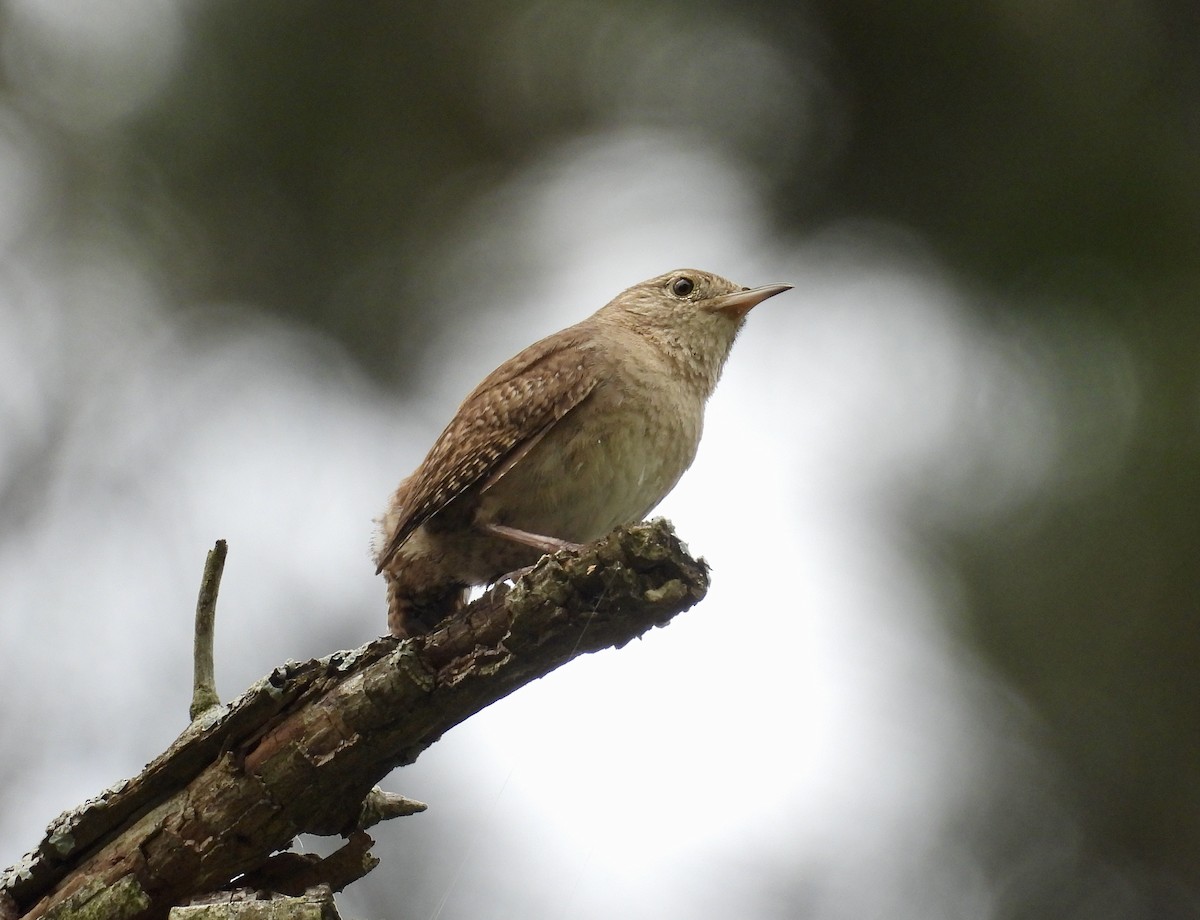 Northern House Wren - ML621605338