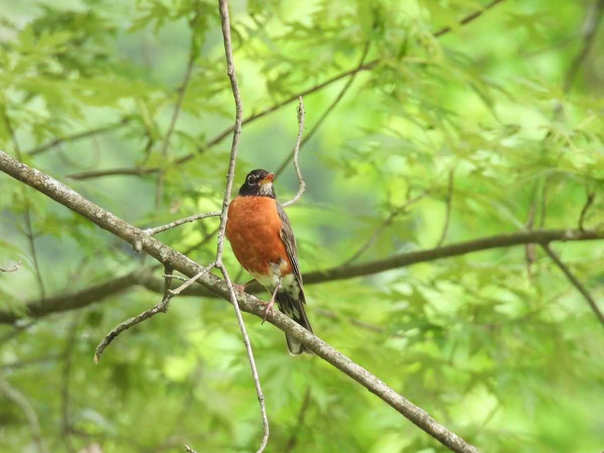 American Robin - ML621605348